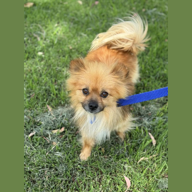 Photo of Loki