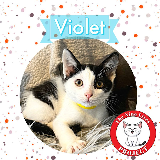 Photo of Violet *9 Lives Project Rescue*