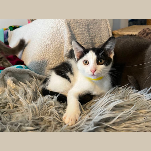 Photo of Violet *9 Lives Project Rescue*