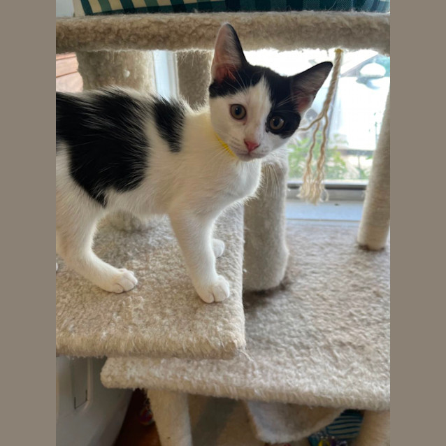 Photo of Violet *9 Lives Project Rescue*