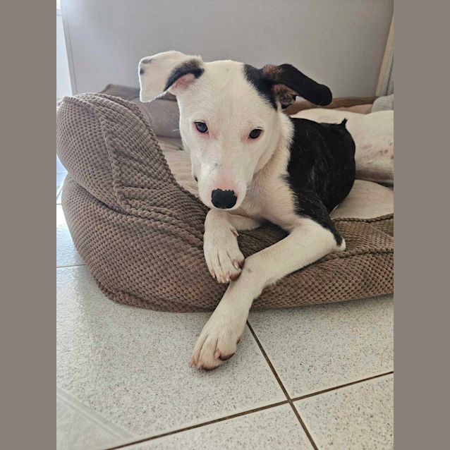 Photo of Lola