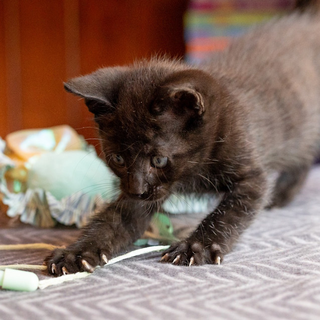 Photo of Minty