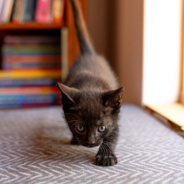 Photo of Minty