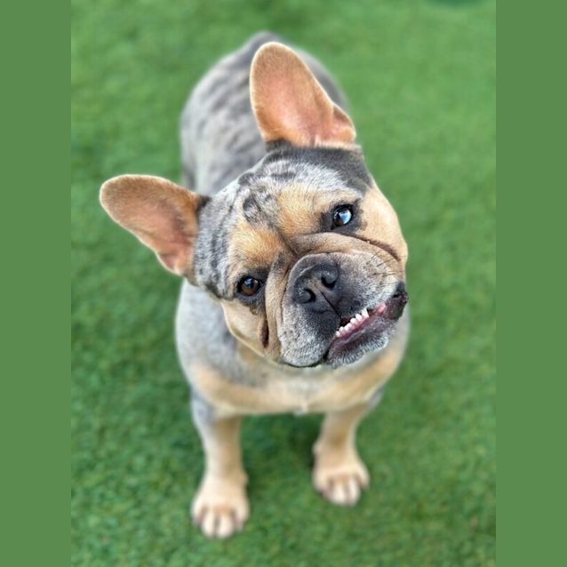 Photo of Poppy 