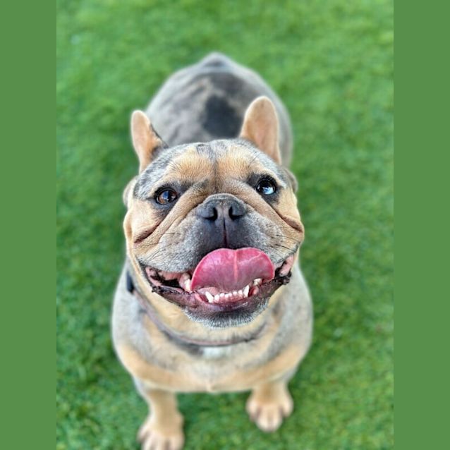Photo of Poppy 