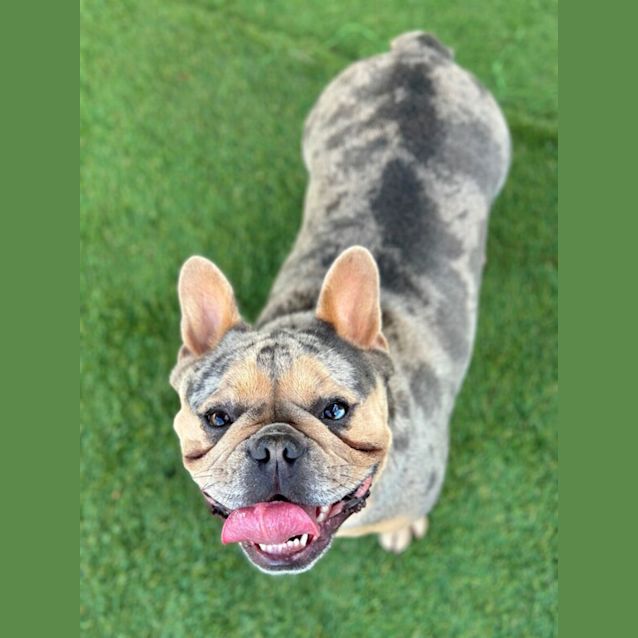 Photo of Poppy 