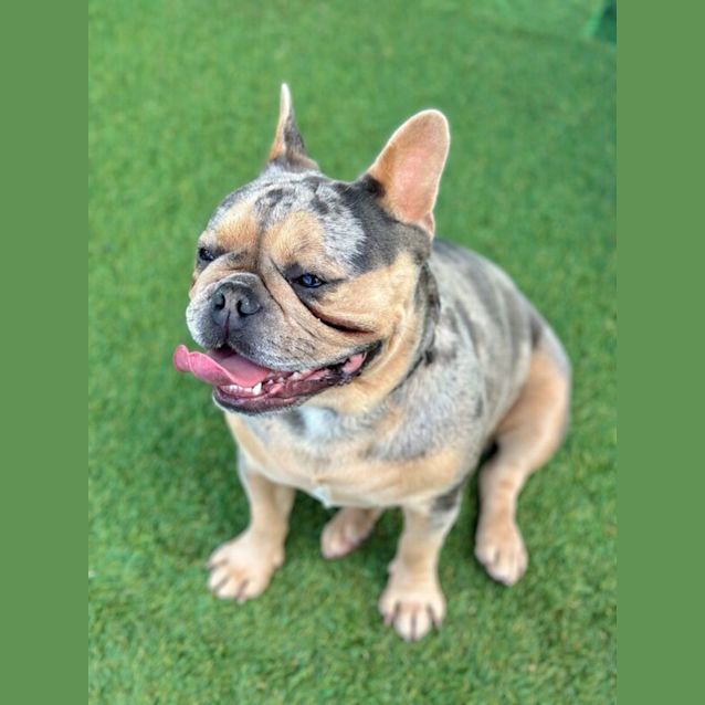 Photo of Poppy 