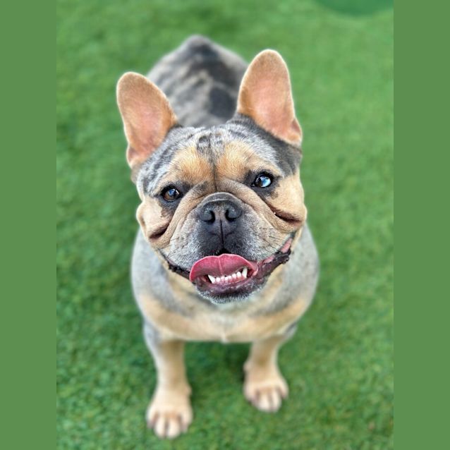 Photo of Poppy 