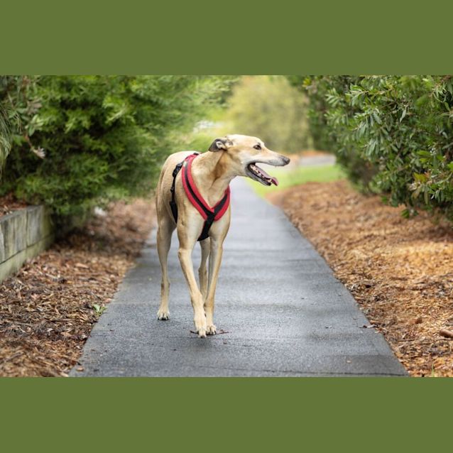 Photo of Jensen   5 Year Old Greyhound