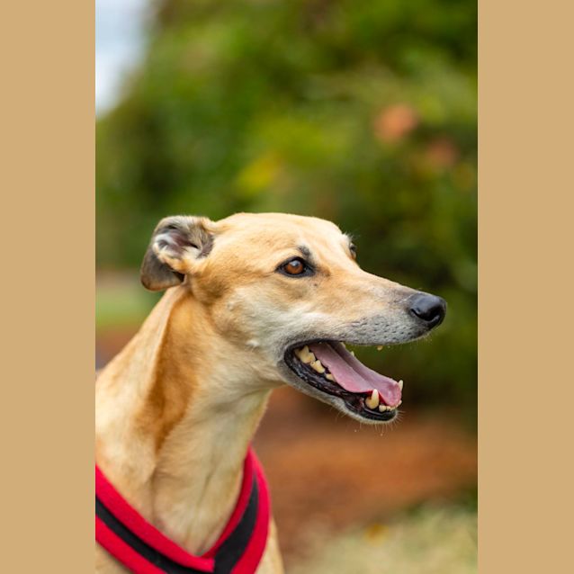 Photo of Jensen   5 Year Old Greyhound