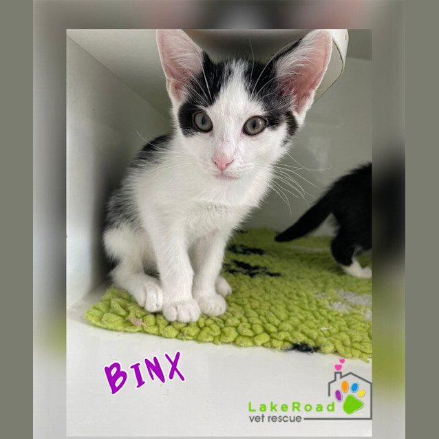 Photo of Binx
