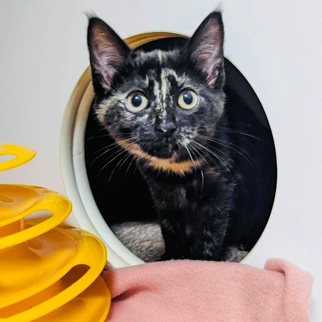 Photo of Toast   Located In Preston