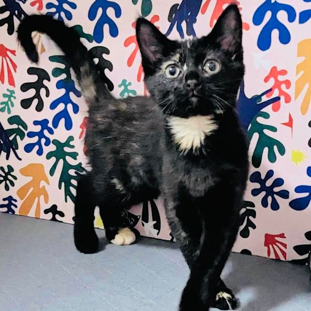 Photo of Ginger Foot   Located In Preston