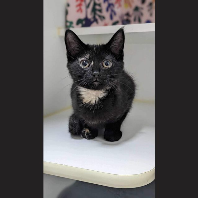 Photo of Ginger Foot   Located In Preston