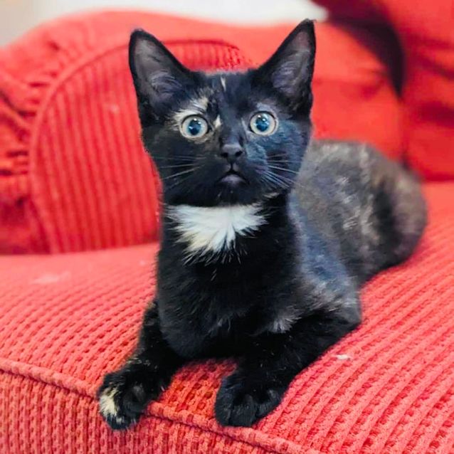 Photo of Ginger Foot   Located In Preston