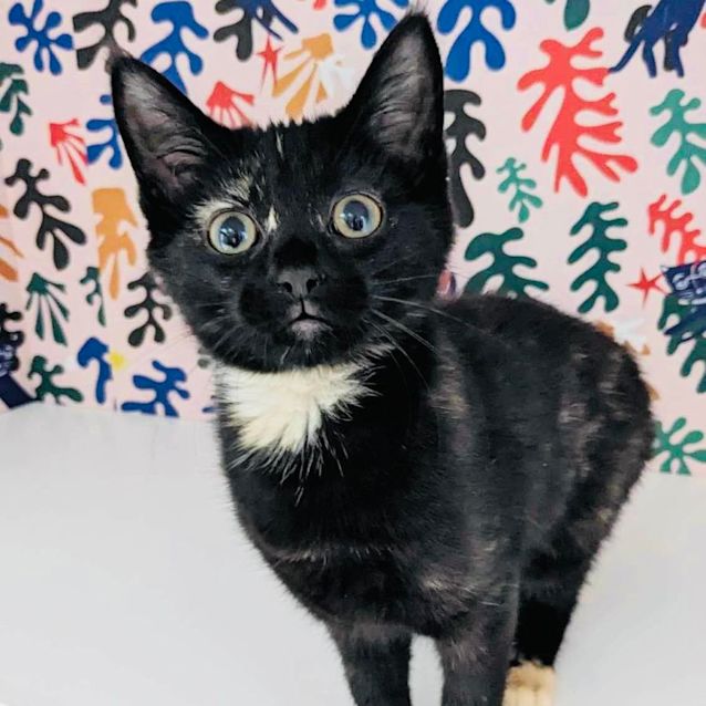 Photo of Ginger Foot   Located In Preston