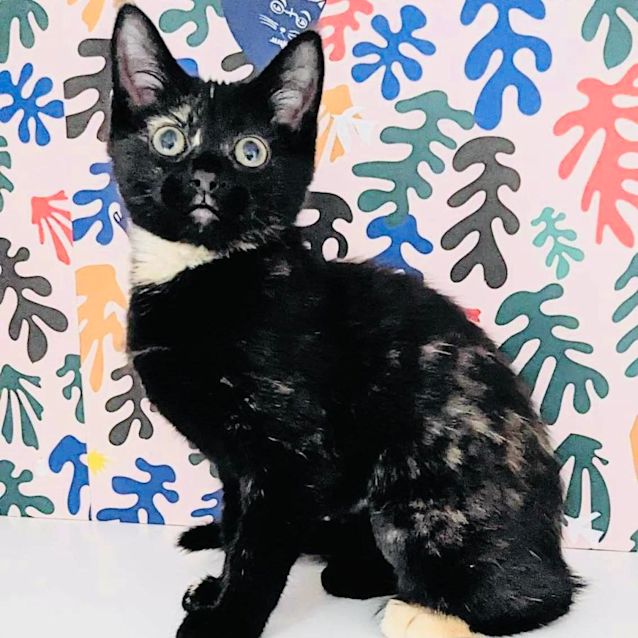 Photo of Ginger Foot   Located In Preston