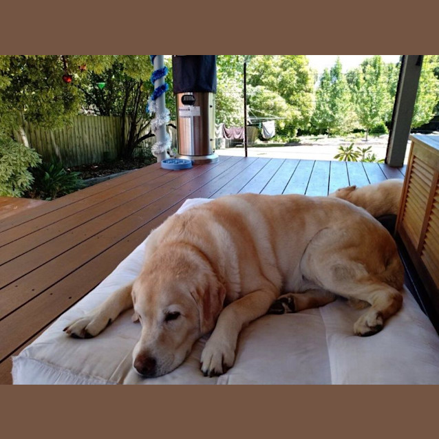 Photo of Bourkey Applegate