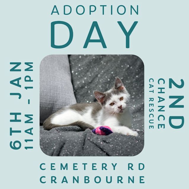Photo of Cailler ** 2nd Chance Cat Rescue**