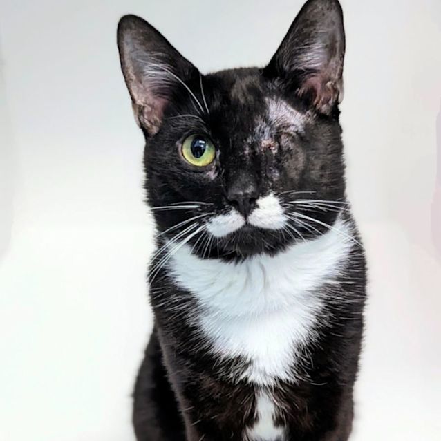 Photo of Shadow