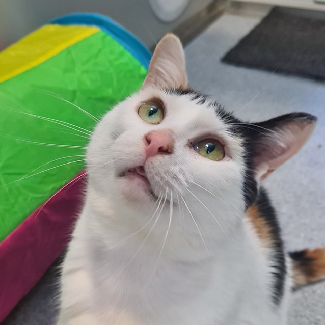 Photo of Joy