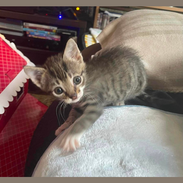 Photo of Tanza ** 2nd Chance Cat Rescue**