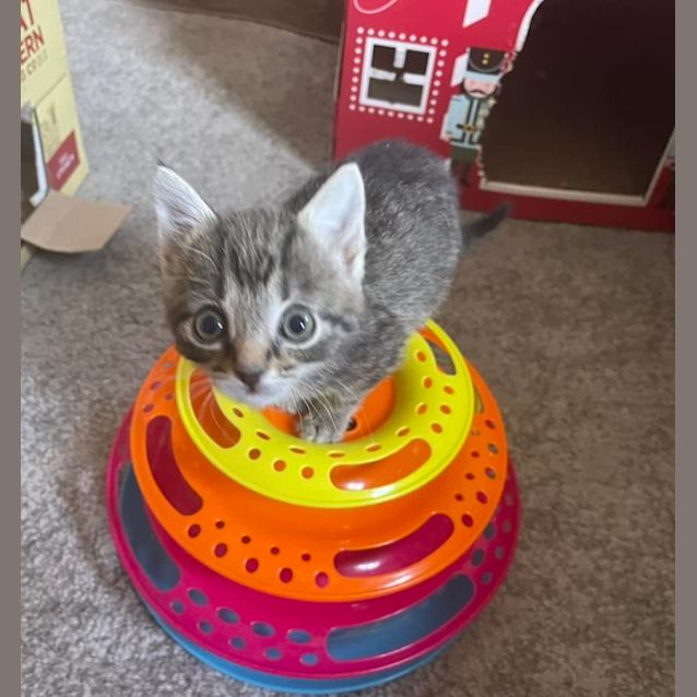 Photo of Koa **2nd Chance Cat Rescue**
