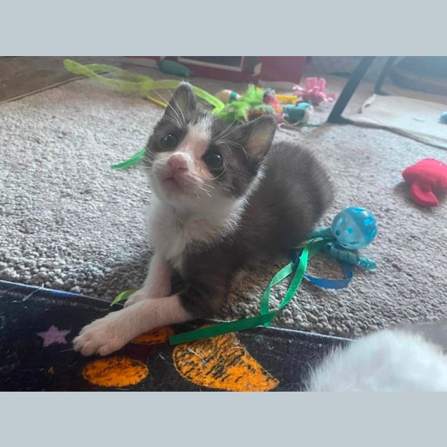 Photo of Zambi **2nd Chance Cat Rescue**
