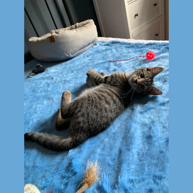 Photo of Marbles