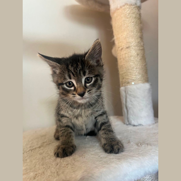 Photo of Marbles