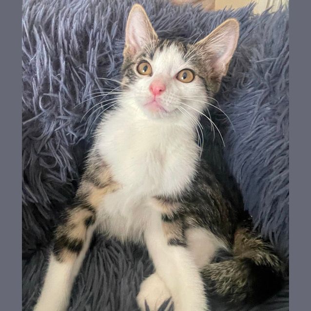 Photo of Coffee Bean