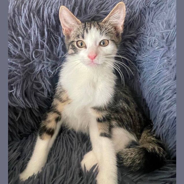 Photo of Coffee Bean