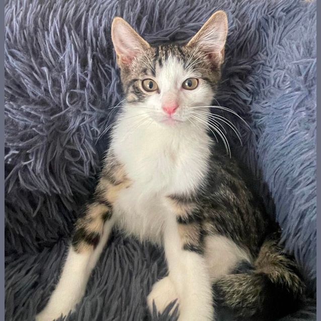 Photo of Coffee Bean