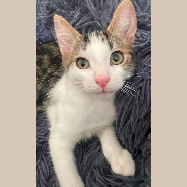 Photo of Coffee Bean