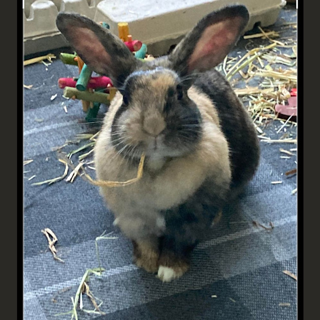 Photo of Pepper & Penny