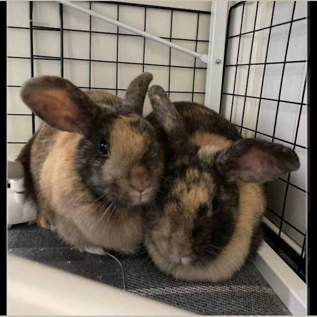 Photo of Pepper & Penny