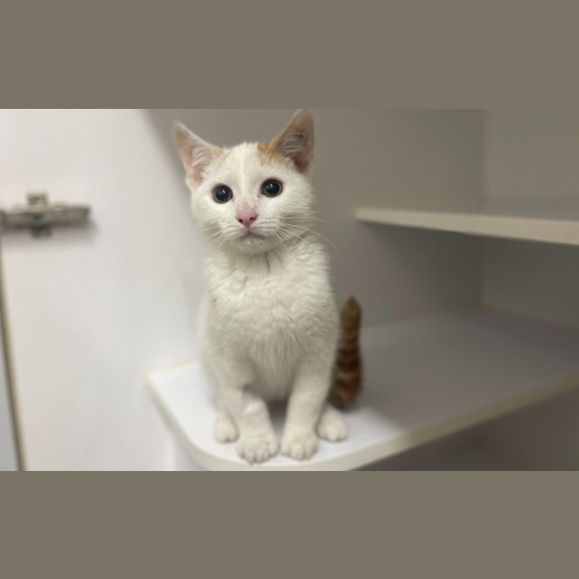 Photo of Sprite