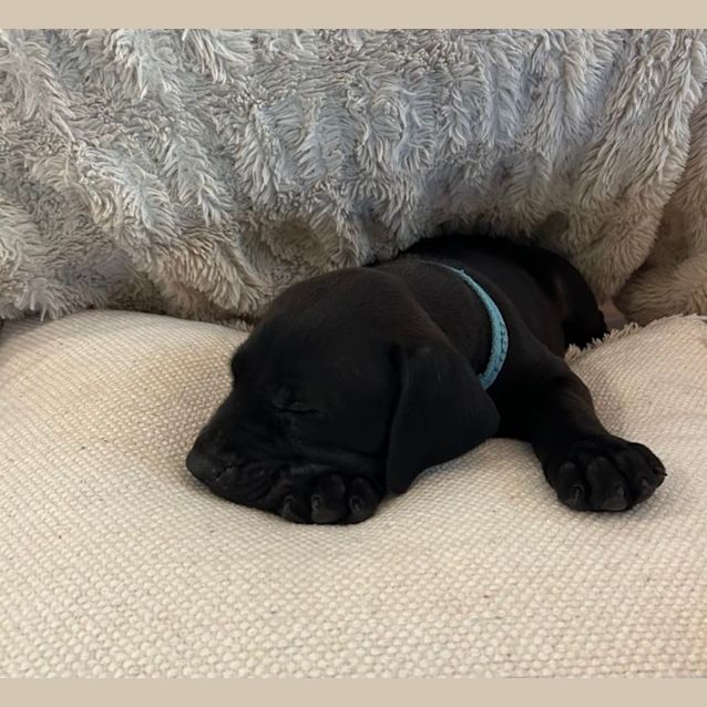 Photo of Tiny   8 Week Old Bull Arab X (Trial)