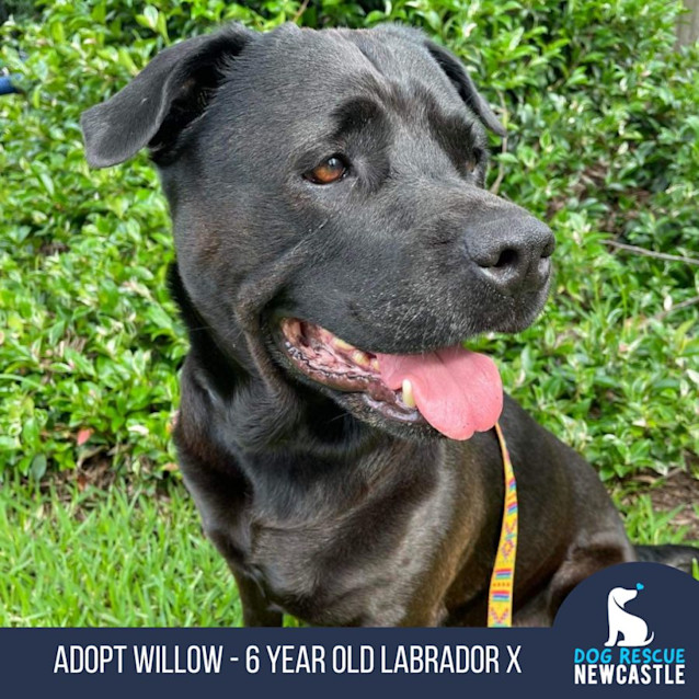 Photo of Willow   6 Year Old Labrador X Rottweiler