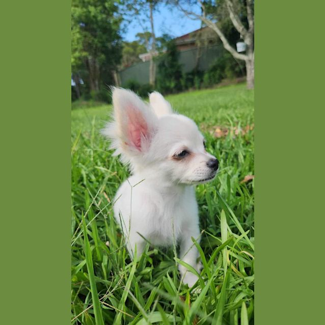 Photo of Bowie & Jagger