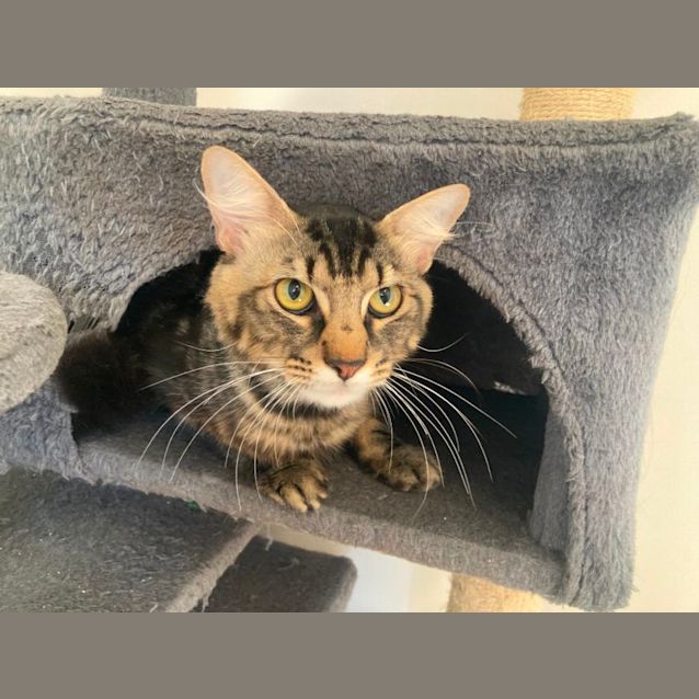 Photo of C1259 King Julian