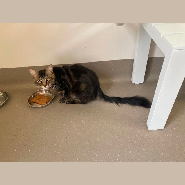 Photo of C1259 King Julian