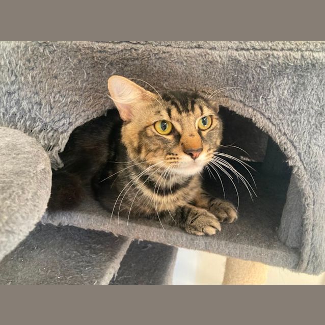 Photo of C1259 King Julian