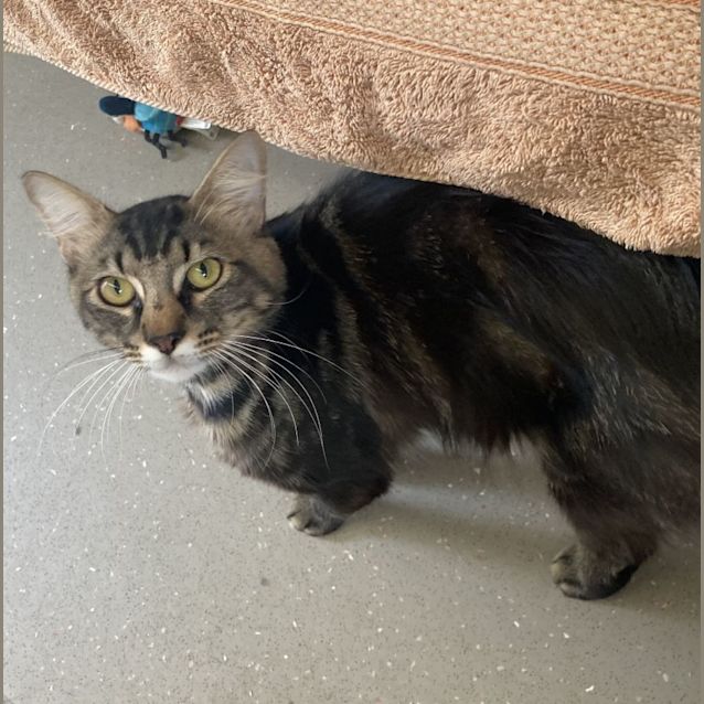 Photo of C1259 King Julian