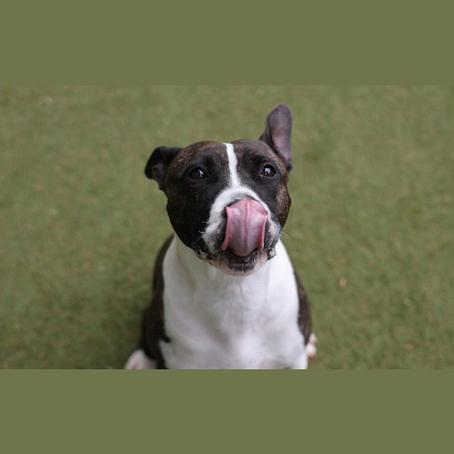 Photo of Cookie