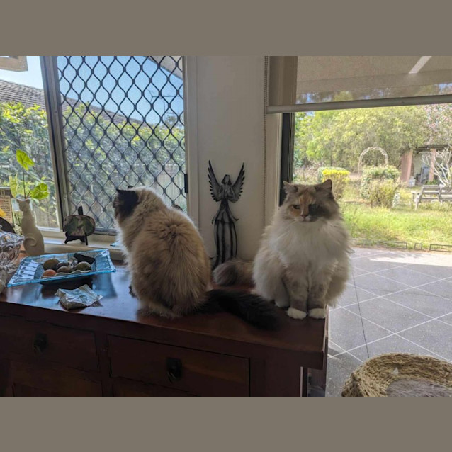 Photo of Kingsley & Tonks