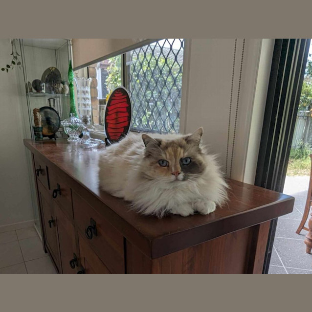 Photo of Kingsley & Tonks