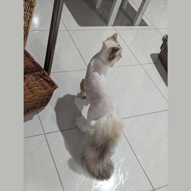 Photo of Kingsley & Tonks