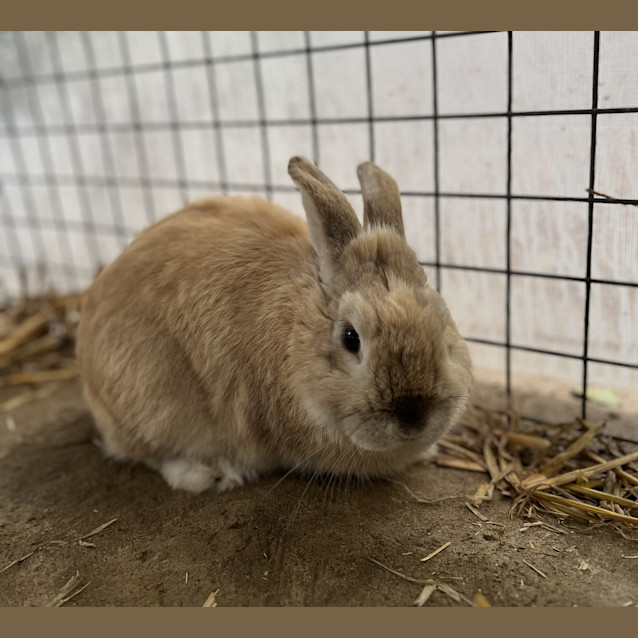 Photo of Hummus
