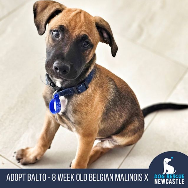 Photo of Balto   12 Week Old Belgian Malinois X (Trial)